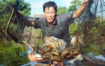 Cua Cà Mau: Xây dựng thương hiệu quốc gia từ “vàng nâu” vùng cực Nam