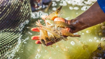 Tôm Việt vươn tầm châu lục: Từ lợi thế tự nhiên đến giá trị thương hiệu