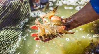 Tôm Việt vươn tầm châu lục: Từ lợi thế tự nhiên đến giá trị thương hiệu