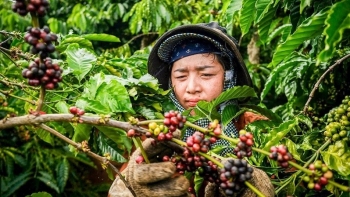 Giá cà phê hôm nay 13/10: Thị trường đi ngang chờ động lực mới, xuất khẩu lập kỳ tích