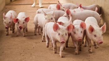 Giá heo hơi "đóng băng" tại ba miền, thấp nhất 50.000 đồng/kg