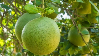 Bưởi Việt được cấp "visa" xuất khẩu: Bước tiến trên thị trường khó tính