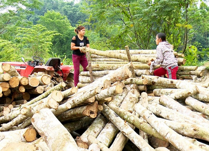 Hình ảnh người dân tất bật thu hoạch gỗ keo, gỗ mỡ. Hình ảnh người dân tất bật thu hoạch gỗ keo, gỗ mỡ.