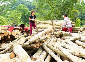 Làm giàu từ những cánh rừng, viết tiếp câu chuyện kinh tế xanh