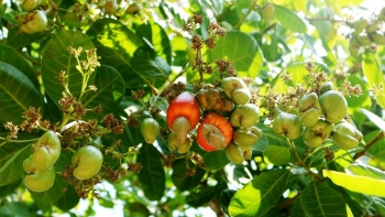 Hạt điều Việt Nam vươn tầm, khẳng định vị thế xuất khẩu