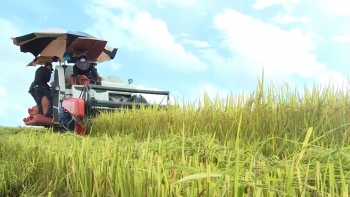 Nông sản Việt bứt phá: Giá trị tăng, xuất khẩu thăng hoa