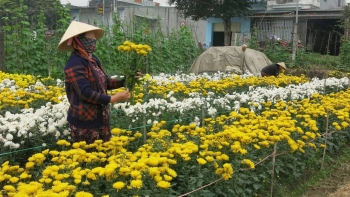 Biến ruộng hoang thành vườn hoa, vừa thu nhập cao vừa giữ nghề truyền thống