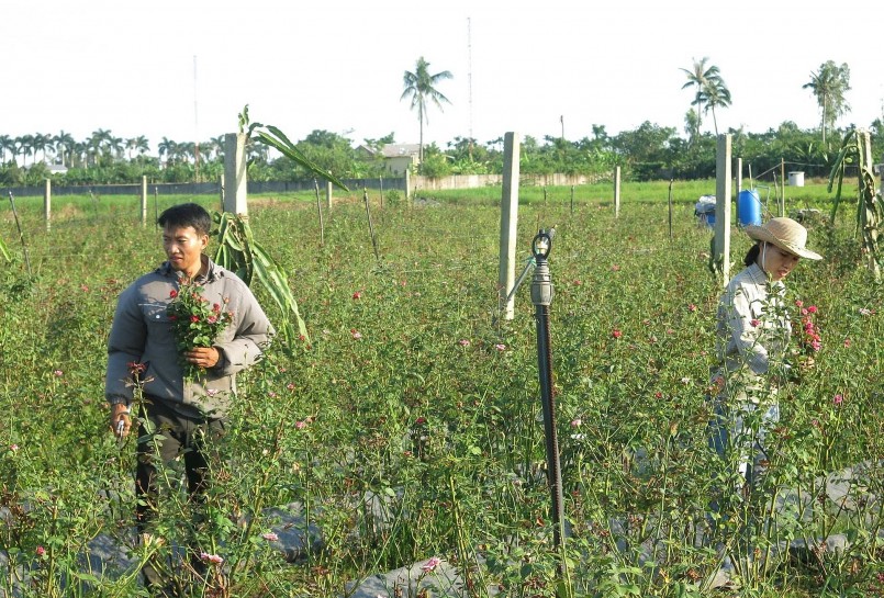 Dù mang lại hiệu quả kinh tế rõ rệt, con đường biến đất hoang thành vườn hoa không hề dễ dàng. Dù mang lại hiệu quả kinh tế rõ rệt, con đường biến đất hoang thành vườn hoa không hề dễ dàng.