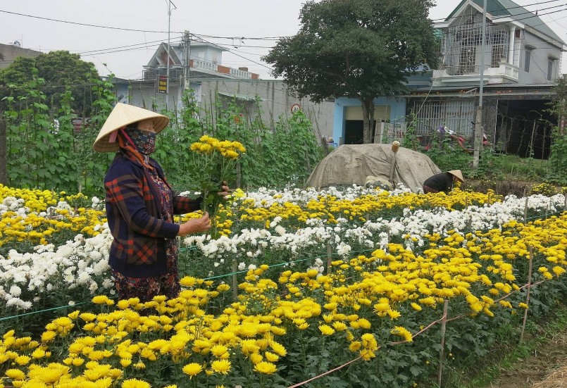 Nông dân đông Hải Phòng đã tận dụng ruộng lúa bỏ hoang để trồng hoa. Nông dân đông Hải Phòng đã tận dụng ruộng lúa bỏ hoang để trồng hoa.
