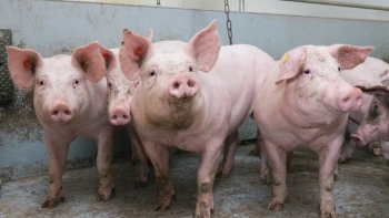 Giá heo hơi giảm nhẹ tại một vài địa phương ở miền Nam và miền Bắc