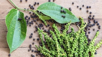 Giá tiêu hôm nay 16/10: Thị trường nội địa ổn định, xuất khẩu đối mặt thách thức lớn