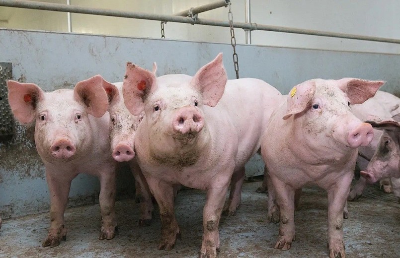 Giá heo hơi giảm nhẹ tại Hà Nội, An Giang và Đồng Tháp, lần lượt về giá 53.000 đồng/kg, 52.000 đồng/kg và 51.000 đồng/kg trong sáng nay. Giá heo hơi giảm nhẹ tại Hà Nội, An Giang và Đồng Tháp, lần lượt về giá 53.000 đồng/kg, 52.000 đồng/kg và 51.000 đồng/kg trong sáng nay.