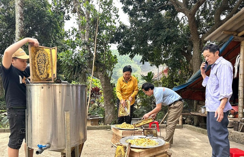 Người dân thu hoạch mật ong. Người dân thu hoạch mật ong.