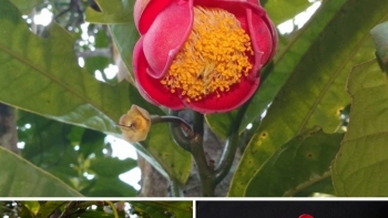 Chuyện về trà my Hoàng Bắc và người được vinh danh