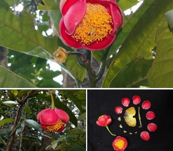 Chuyện về trà my Hoàng Bắc và người được vinh danh