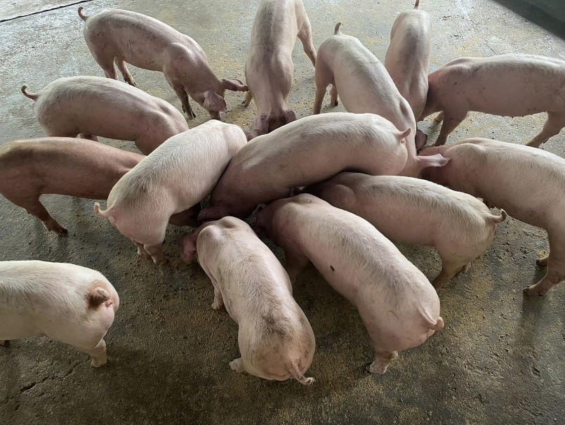 Giá heo hơi ngày 18/10/2025, ghi nhận xu hướng tăng nhẹ ở miền Bắc, đi ngang tại miền Trung và giảm ở nhiều địa phương phía Nam. Giá heo hơi ngày 18/10/2025, ghi nhận xu hướng tăng nhẹ ở miền Bắc, đi ngang tại miền Trung và giảm ở nhiều địa phương phía Nam.