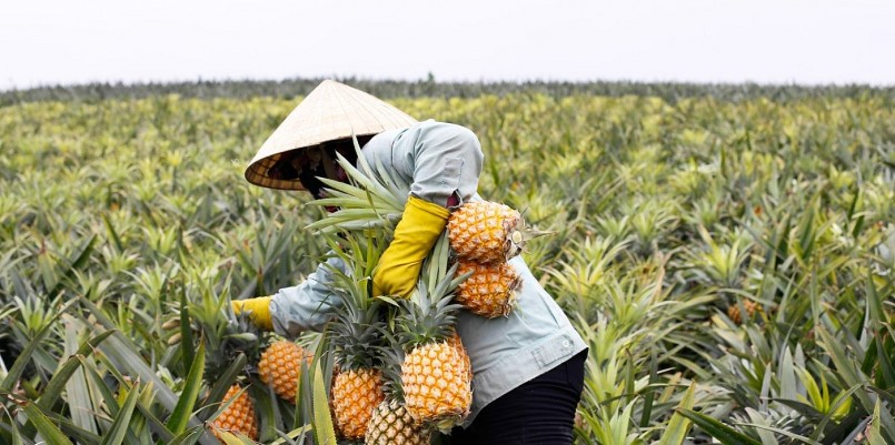 Dứa Việt Nam chinh phục 100 nước, xuất khẩu tăng 114% Dứa Việt Nam chinh phục 100 nước, xuất khẩu tăng 114%