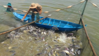 Từ ao nuôi tới thế giới: Cá rô phi thành ngành xuất khẩu chủ lực