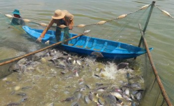 Từ ao nuôi tới thế giới: Cá rô phi thành ngành xuất khẩu chủ lực