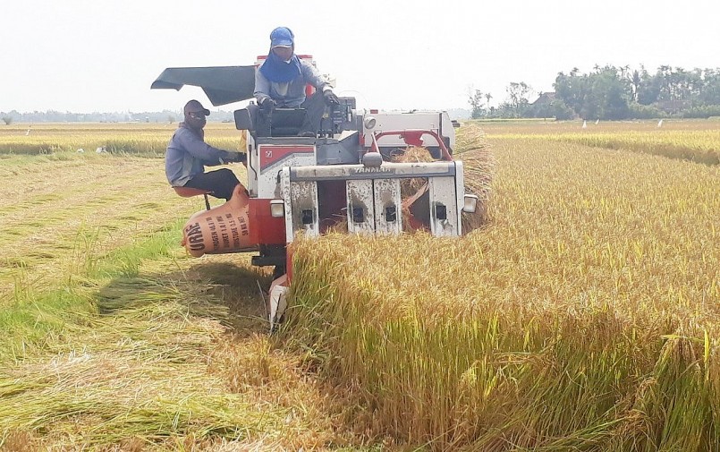 Đồng lúa Tam Xuân cho năng suất cao.