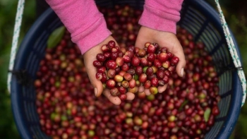 Giá cà phê hôm nay 20/10: Thị trường trong nước ổn định, thế giới ghi nhận tín hiệu trái chiều