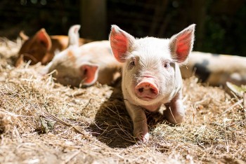 Giá heo hơi giảm sâu, thấp nhất ở mức 49.000 đồng/kg