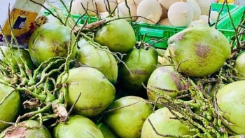 Ngành dừa Việt Nam: Cú sốc cung cầu và nghịch lý giá