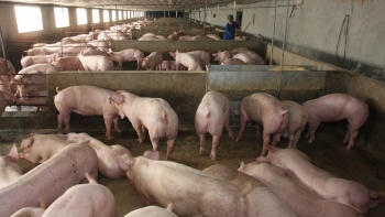 Giá heo hơi biến động trái chiều tại 3 miền