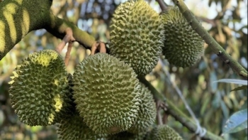 Trung Quốc vừa ban hành chính sách mới, xuất khẩu nông sản, thực phẩm cần lưu ý gì?