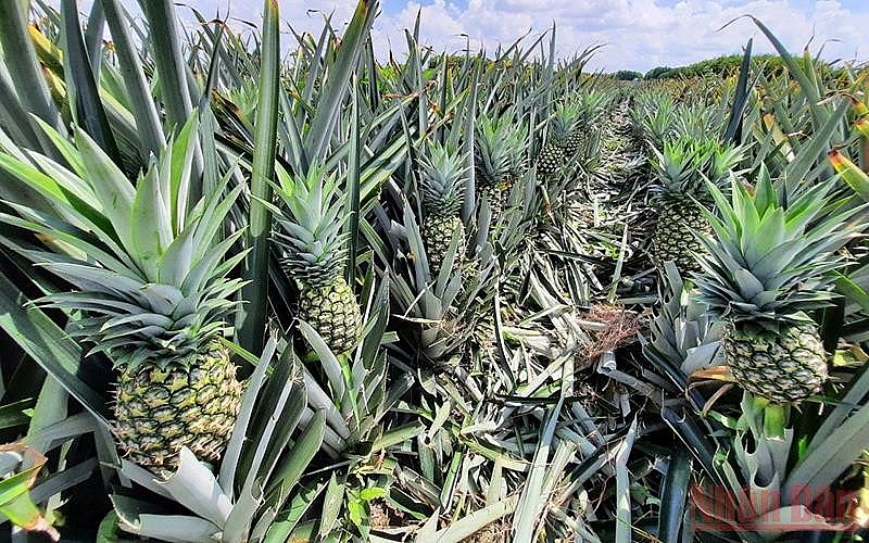 Cây khóm - Vị ngọt hồi sinh những vùng đất phèn Cây khóm - Vị ngọt hồi sinh những vùng đất phèn