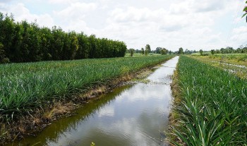 Cây khóm - Vị ngọt hồi sinh những vùng đất phèn