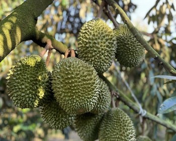 Trung Quốc vừa ban hành chính sách mới, xuất khẩu nông sản, thực phẩm cần lưu ý gì?