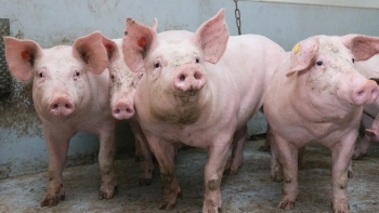 Giá heo hơi phục hồi, tăng nhẹ tại hai miền Bắc – Nam