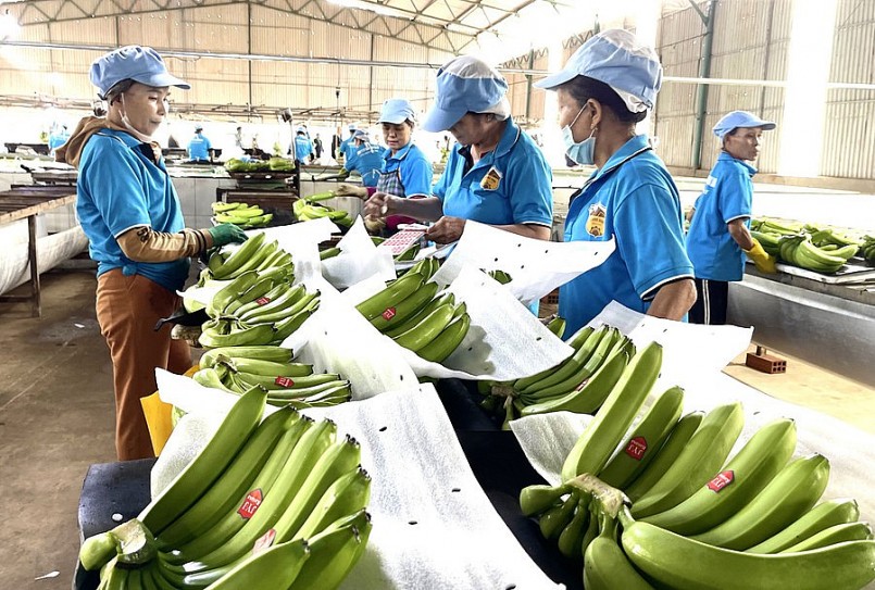 Mỗi năm, Công ty Cổ phần Chăn nuôi Gia Lai xuất khẩu 62.000 tấn chuối đi Nhật Bản, Hàn Quốc, Trung Quốc. Ảnh: Vũ Thảo Mỗi năm, Công ty Cổ phần Chăn nuôi Gia Lai xuất khẩu 62.000 tấn chuối đi Nhật Bản, Hàn Quốc, Trung Quốc. Ảnh: Vũ Thảo