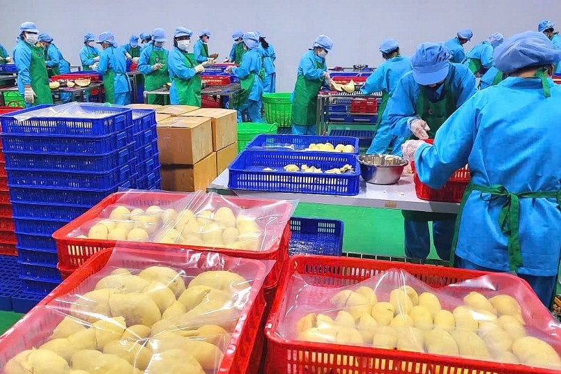 Xuất khẩu sầu riêng tăng vọt, rau quả Việt hướng tới 8 tỷ USD Xuất khẩu sầu riêng tăng vọt, rau quả Việt hướng tới 8 tỷ USD