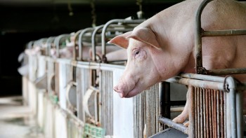 Giá heo hơi tăng nhẹ ở miền Trung và miền Nam