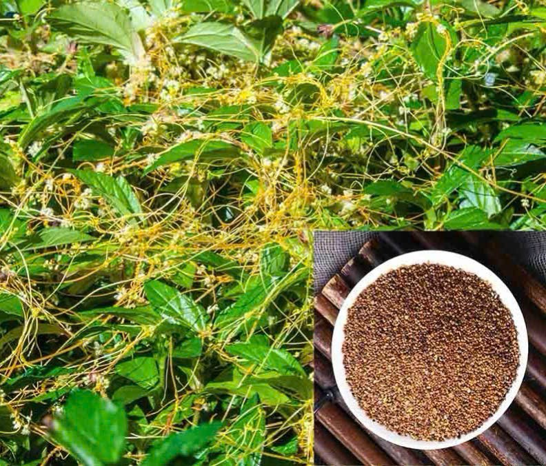 Thỏ ty tử - Hạt nhỏ nhưng mang lại giá trị lớn Thỏ ty tử - Hạt nhỏ nhưng mang lại giá trị lớn