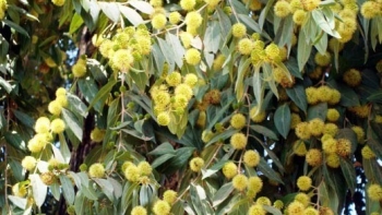 Cây cà dăm – Vị thuốc dân gian quý trong vườn nhà