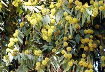 Cây cà dăm – Vị thuốc dân gian quý trong vườn nhà