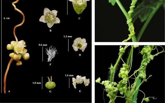 Thỏ ty tử - Hạt nhỏ nhưng mang lại giá trị lớn Thỏ ty tử - Hạt nhỏ nhưng mang lại giá trị lớn