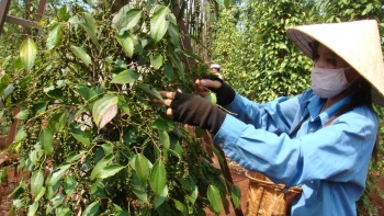 Xuất khẩu hồ tiêu lập kỷ lục, kim ngạch vượt 710 triệu USD