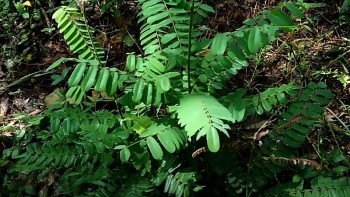 Cây mú từn – Thảo dược quý hỗ trợ giảm đau nhức xương khớp