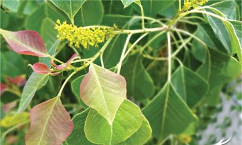 Cây sòi  - Nguồn dược liệu giúp thông phế, lợi tiểu