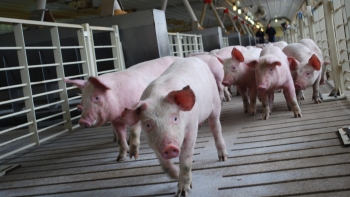 Giá heo hơi duy trì ổn định ba miền