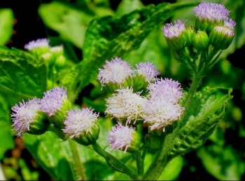 Sài hồ nam – Cây thuốc Việt tiềm năng trong hỗ trợ kháng viêm tự nhiên