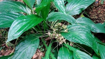 Hồi đầu thảo - Dược liệu quý ẩn mình giữa miền núi phía Bắc