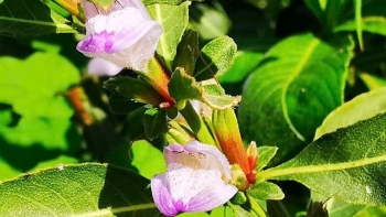 Hạt ngũ hoa - “Thần dược’ làm đẹp từ thiên nhiên đánh bay mụn, dưỡng da trắng mịn