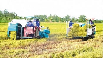 Thí điểm làm 15 mô hình trồng lúa, cà phê, chuối... bán tín chỉ carbon