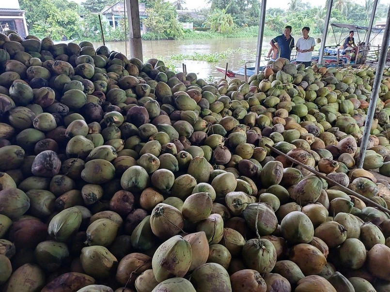 Dừa Việt Dừa Việt