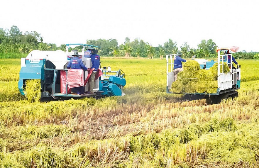 Khâu thu gom rơm rạ sau thu hoạch trong mô hình trồng lúa chất lượng cao giảm phát thải. Ảnh: Chúc Ly Khâu thu gom rơm rạ sau thu hoạch trong mô hình trồng lúa chất lượng cao giảm phát thải. Ảnh: Chúc Ly